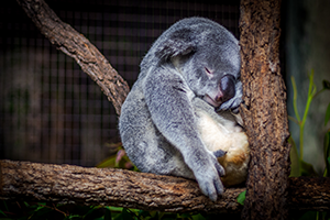 koala-cairns