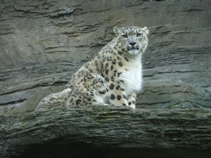 snow-leopard-831369_640
