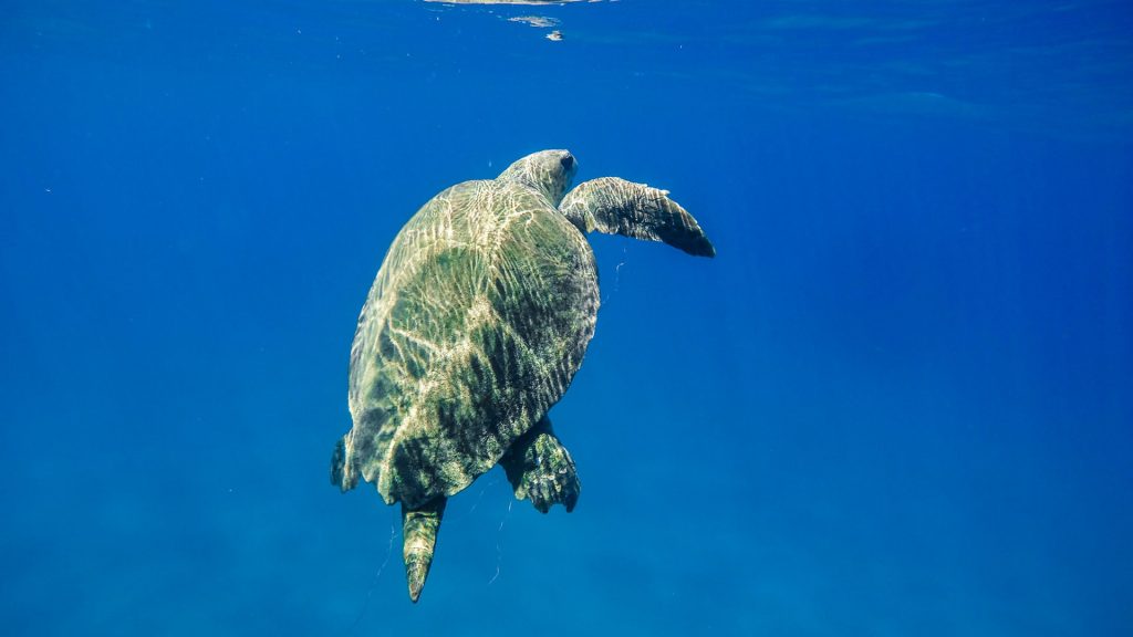 Zakynthos Schildpad