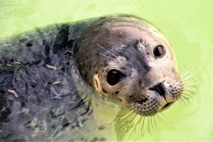 Zeehonden van Texel