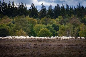 Wandeling Veluwe Gelderland Rondreis